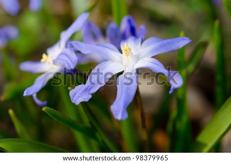 scilla flowers in spring