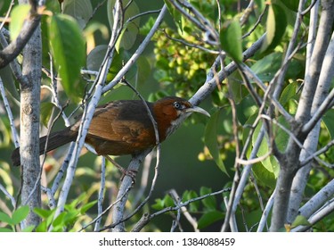 The scimitar babblers are birds in the genera Pomatorhinus and Jabouilleia of the large Old World babbler family of passerines. These are birds of tropical Asia.