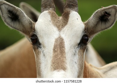 A Scimitar Oryx