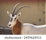 Scimitar oryx a closeup shot also known as scimitar-horned oryx