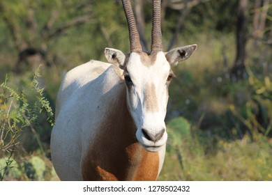 Scimitar Oryx Cow