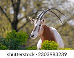 Scimitar oryx, Oryx dammah, also known as the scimitar-horned oryx and the Sahara oryx