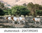 Scimitar-horned Oryx, Oryx dammah, Bou-Hedma National Park, Tunisia.