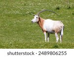 Scimitar-horned oryx, oryx dammah, side view. Extinct in the wild until recently, when captive breeding programs started to reintroduced animals to their natural habitat.