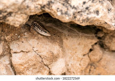 Scincidae Species Lizard In The Nest