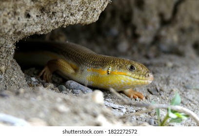 Scincidae Species Lizard In The Nest