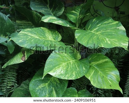 Scindapsus aureus, Epipremnum aureum, Devil's ivy, Hunter's-robe or Golden pothos are creeper trees. Popularly planted in ornamental trees in buildings and houses
