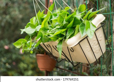 Scindapsus Aureus In Flowerpot