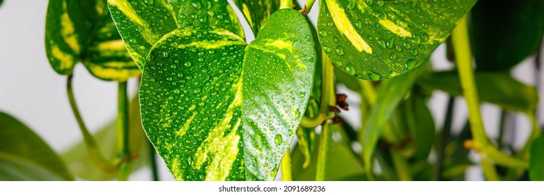 Scindapsus Aureus Indoor Vine With Glossy Leaves.