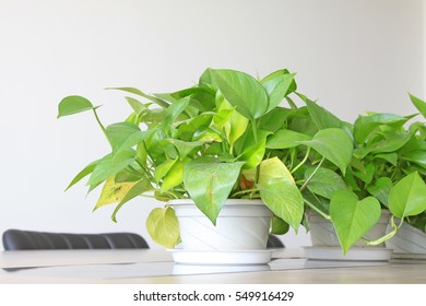 Scindapsus Aureus, A Kind Of Foliage Flowers 