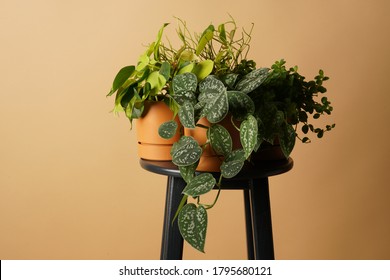 Scindapsus Pictus, Peperomia Rotundifolia And Philodendron Cordatum In The Studio