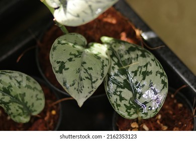 Scindapsus pictus silver lady growing in black pots. Planting trees or root a cutting with sunlight in summer. Variegated houseplants in basket. Fresh hanging plants for garden, farm, agriculture. - Shutterstock ID 2162353123