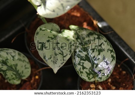 Scindapsus pictus silver lady growing in black pots. Planting trees or root a cutting with sunlight in summer. Variegated houseplants in basket. Fresh hanging plants for garden, farm, agriculture.