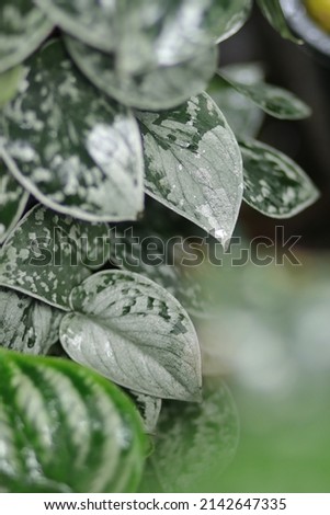 Scindapsus pictus silvery ann with Silver dark green heart leaves. Close up variegated leaf satin texture. Popular spotted tree for room, garden, home decoration. Beautiful pothos houseplants.