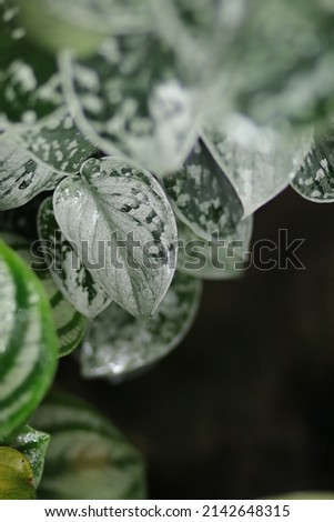 Scindapsus pictus silvery ann with Silver dark green heart leaves. Close up variegated leaf satin texture. Popular spotted tree for room, garden, home decoration. Hanging 
dangle, suspend plants.