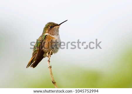 Scintillant hummingbird female perched on a branch in Costa Rica