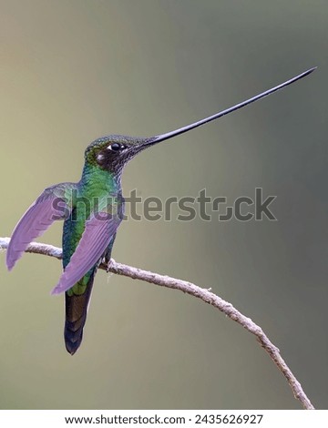 Scintillant hummingbird (Selasphorus scintilla) is the smallest hummingbird within its range
