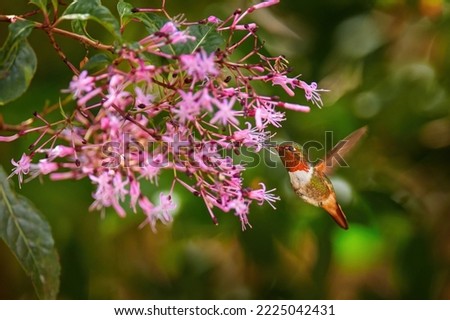 Scintillant Hummingbird, Selasphorus scintilla, tiny bird in the nature habitat. Smallest bird from Costa Rica flying next to beautiful flower, tropical forest. Tinny hummingbird in blooming flowers. 