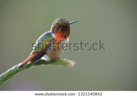 Scintillant hummingbird sitting on stem