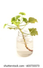Scion of geranium in the can (Reproduction of geranium by cuttings) - Shutterstock ID 603733373