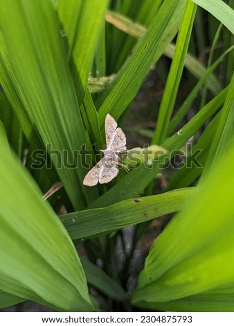 Scirpophaga.
Scirpophaga is a genus of moths of the family Crambidae described by Georg Friedrich Treitschke in 1832.