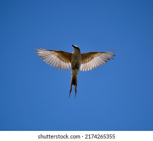 Scissor Tailed Fly Catcher Bird