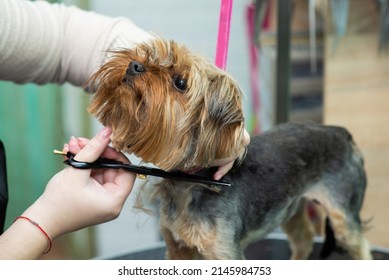 Scissoring Hairy Head Of A Yorkshire Terrier In A Grooming Salon