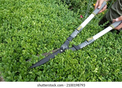 Scissors For Cutting Bushes Over Boxwood Bush. Trimming Bushes In The Garden