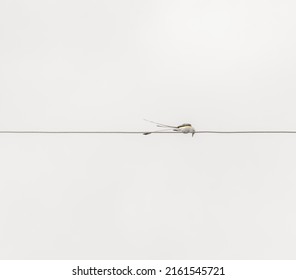 Scissor-tail Fly Catcher On A Wire