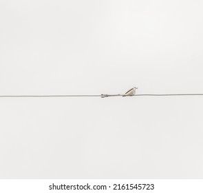 Scissor-tail Fly Catcher On A Wire