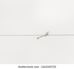 Scissor-tail Fly Catcher On A Wire