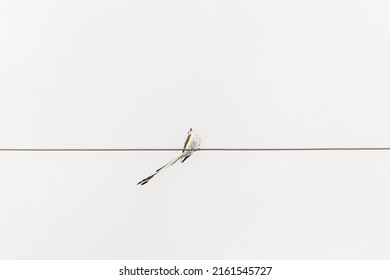 Scissor-tail Fly Catcher On A Wire