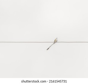 Scissor-tail Fly Catcher On A Wire