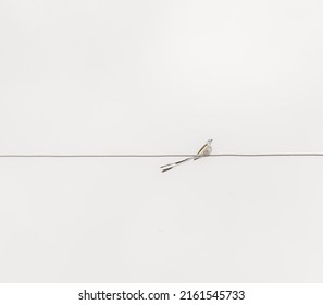 Scissor-tail Fly Catcher On A Wire