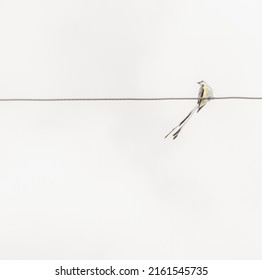 Scissor-tail Fly Catcher On A Wire