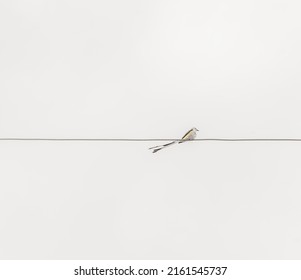 Scissor-tail Fly Catcher On A Wire