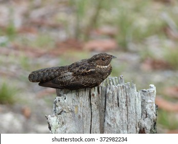 The Scissor-tailed Nightjar (Hydropsalis Torquata) Is A Species Of Nightjar In The Caprimulgidae Family.