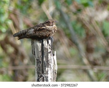 The Scissor-tailed Nightjar (Hydropsalis Torquata) Is A Species Of Nightjar In The Caprimulgidae Family.