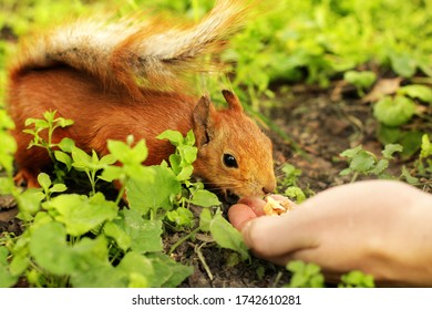 Sciurus. Rodent. The squirrel eats from a hand. Beautiful red squirrel in the park