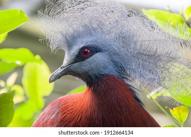 Sclater's crowned pigeon (Goura sclaterii) is a large, terrestrial pigeon confined to the southern lowland forests of New Guinea.
It has a bluish-grey plumage with elaborate blue lacy crests. - Shutterstock ID 1912664134