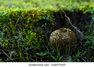 Scleroderma Albidum At Sandy Creek 