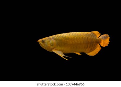 Unduh 510+ Background Aquarium Arwana Golden Red Gratis Terbaik