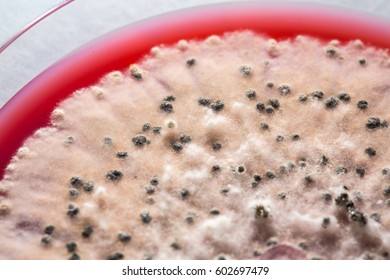 Sclerotinia Sclerotiorum Mold