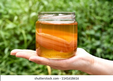 Scoby, Hand holding tea mushroom with kombucha tea, Healthy fermented food, Probiotic nutrition drink for good balance digestive system.