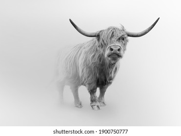 scoitish highlands cattle wild cow farm animal  - Powered by Shutterstock