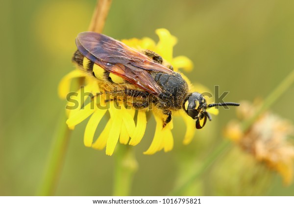 Scoliidae Wasps Dolchwespe Stock Photo Edit Now 1016795821