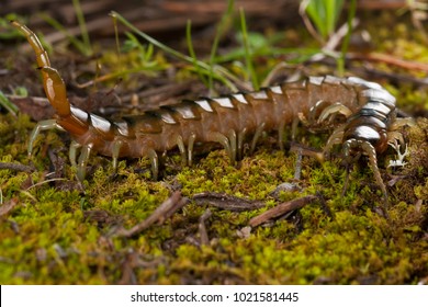 Scolopendra cinculata (Mediterranean banded centipede)