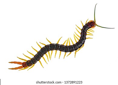 Scolopendra cingulata, also known as Megarian banded centipede, and the Mediterranean banded centipede. Isolated on white