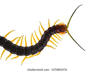 Scolopendra cingulata, also known as Megarian banded centipede, and the Mediterranean banded centipede. Isolated on white