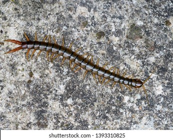 Scolopendra cingulata, also known as Megarian banded centipede and the Mediterranean banded centipede, Bulgaria, April 2019